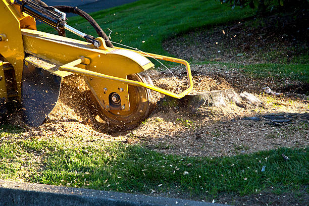 How Our Tree Care Process Works  in  Fridley, MN